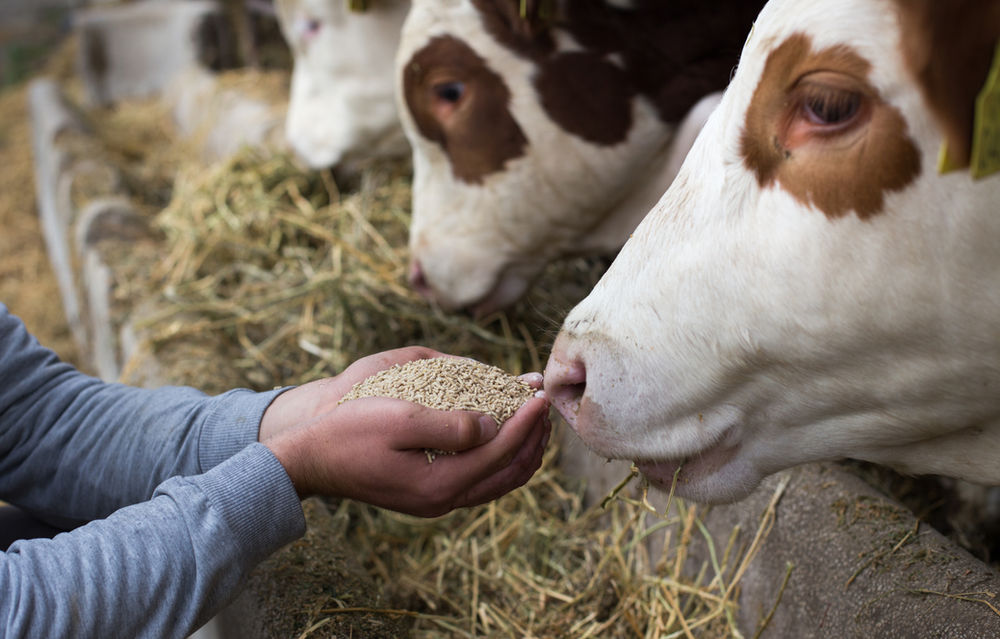 How Much Should I Feed My Beef Cattle Grain Rations For Cattle how-much-should-i-feed-my-beef-cattle-grain-rations-for-cattle