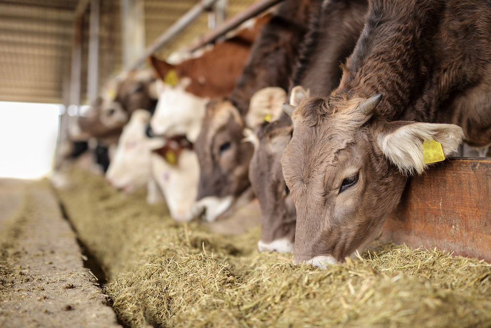 Several cows eating feed in a line