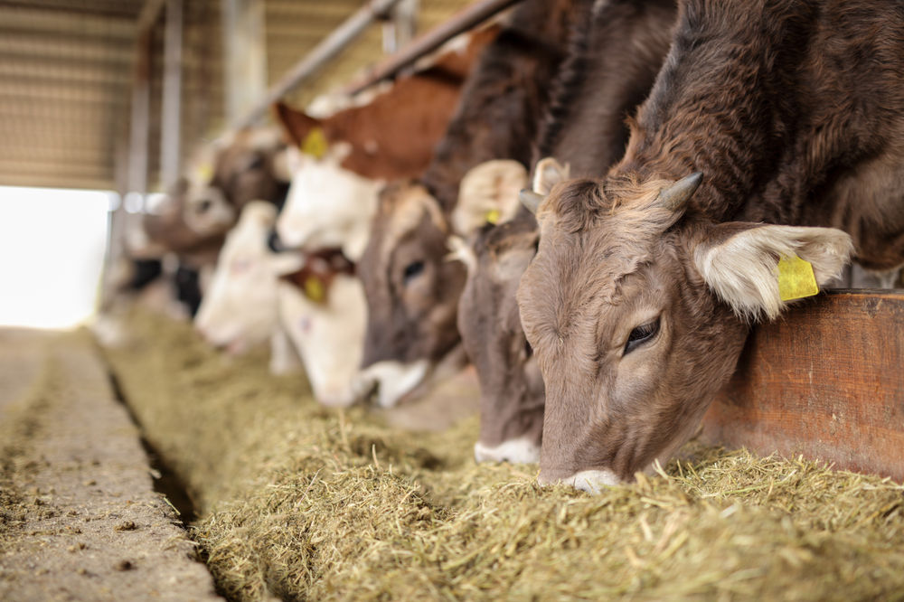 How Much Should I Feed My Beef Cattle? Grain Rations for Cattle