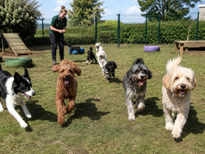 Dogs running in a grassy field with a person in the background. Trees and agility equipment are visible under a sunny sky.