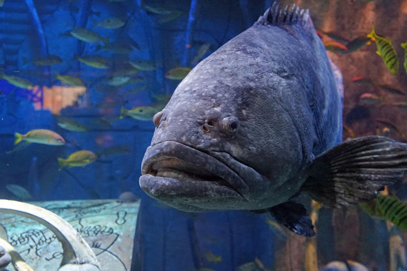 Dubai aquarium