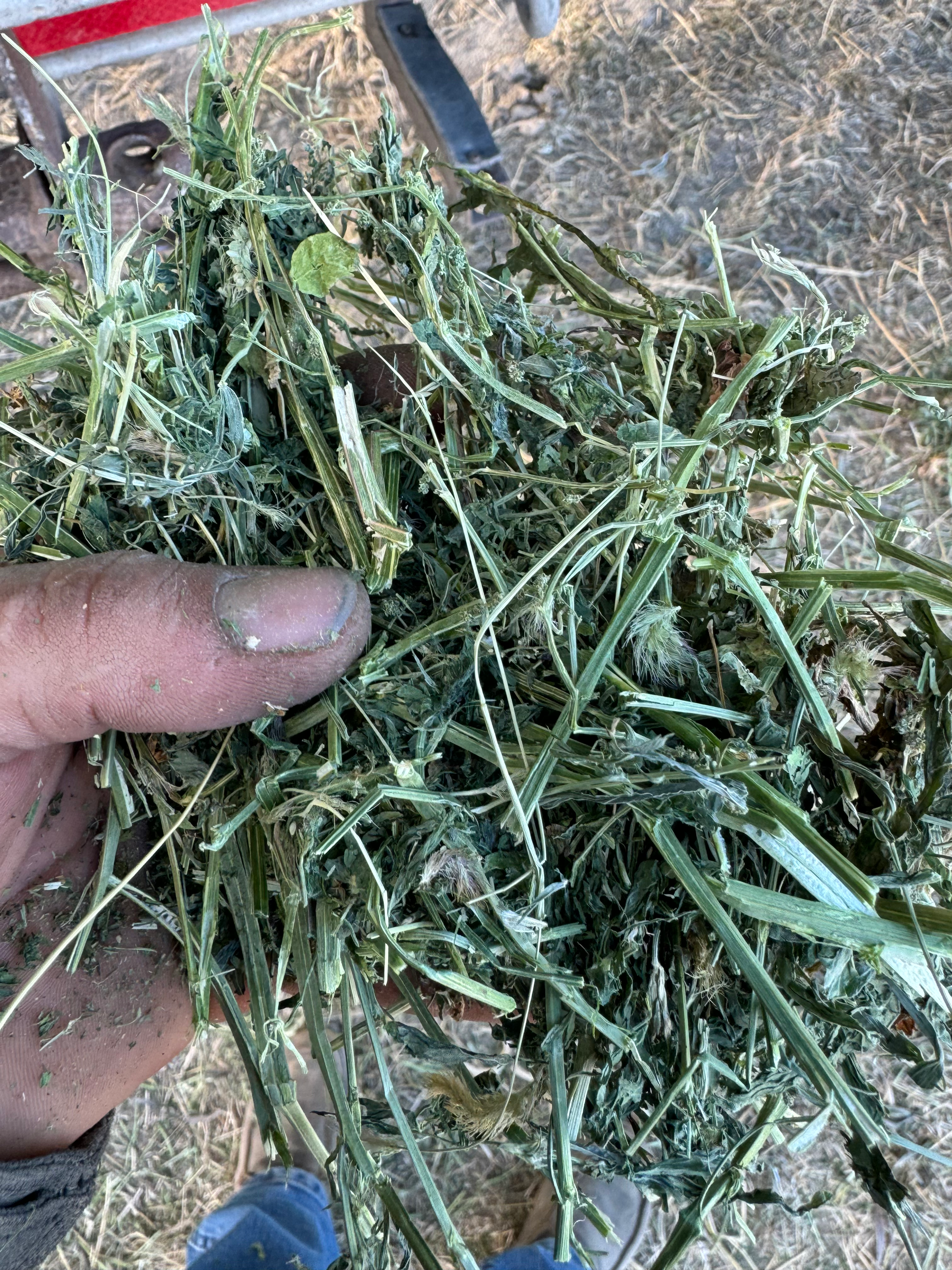 Alfalfa