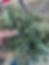 Thumbnail: hay