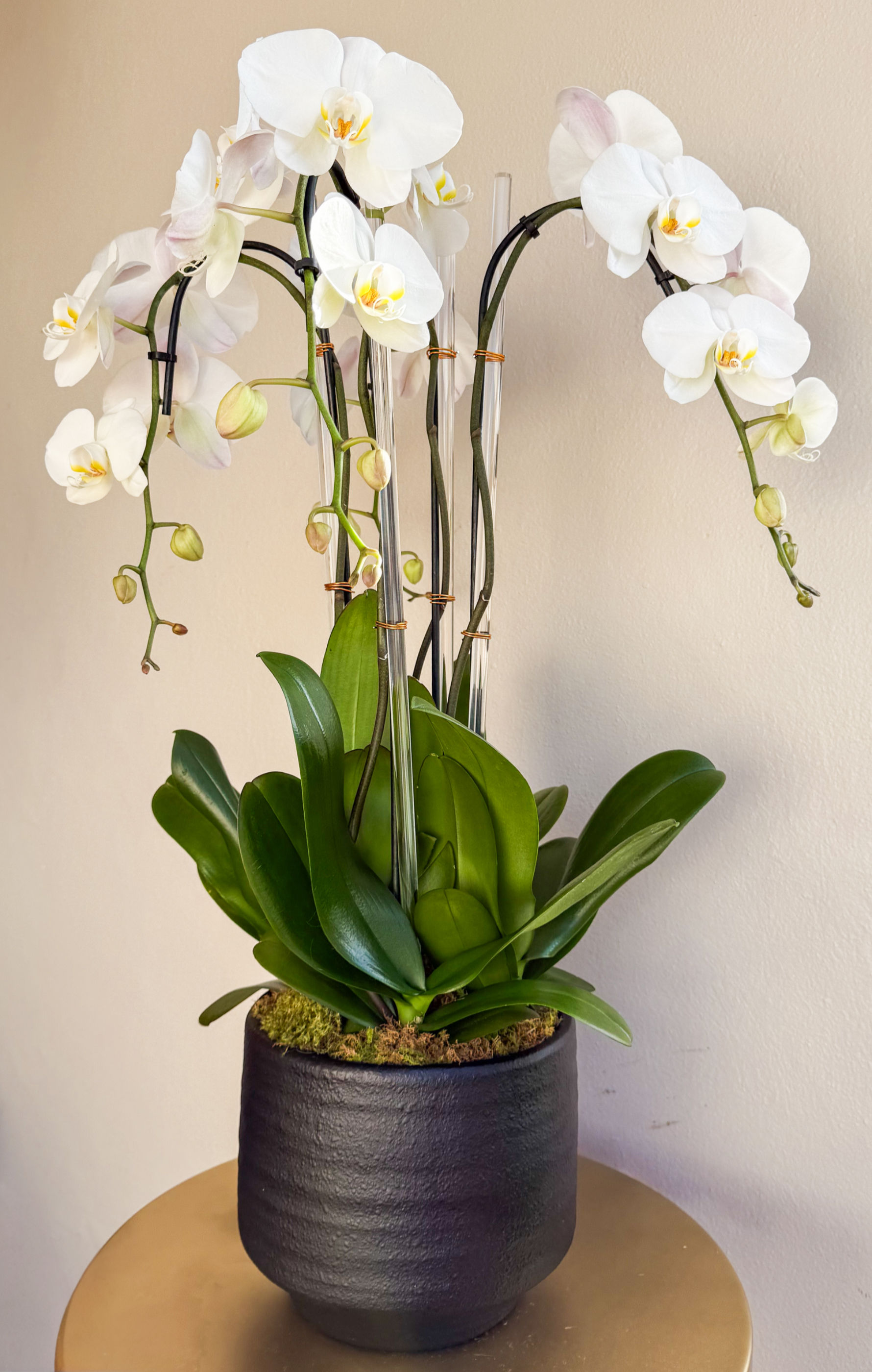 Contemporary Orchid