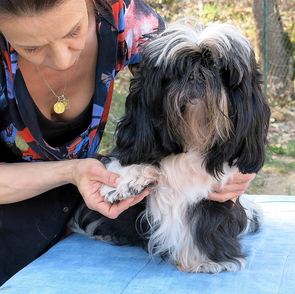 Massage canin cynosophie