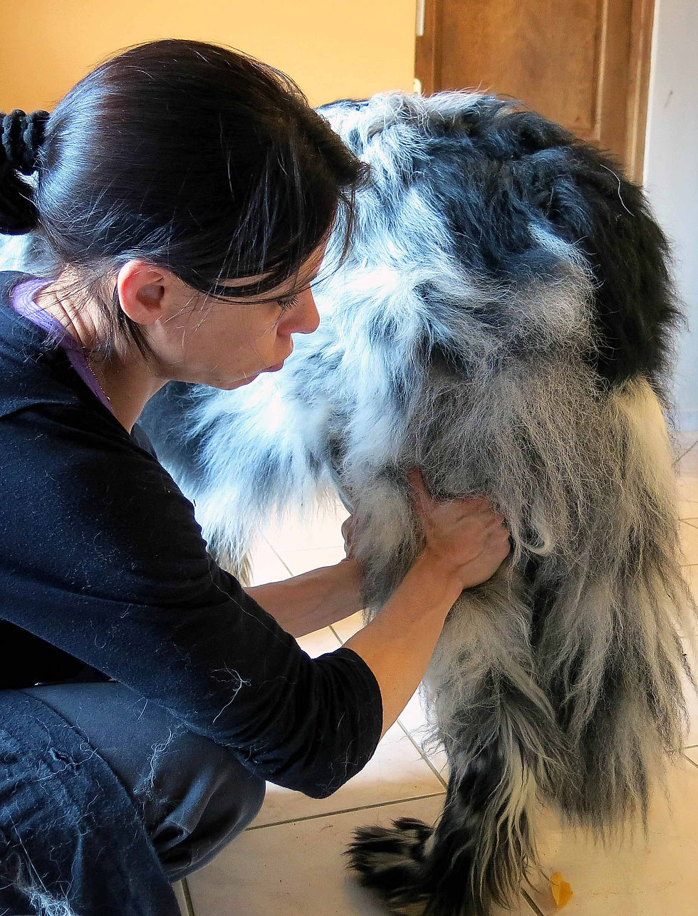 Massage canin cynosophie