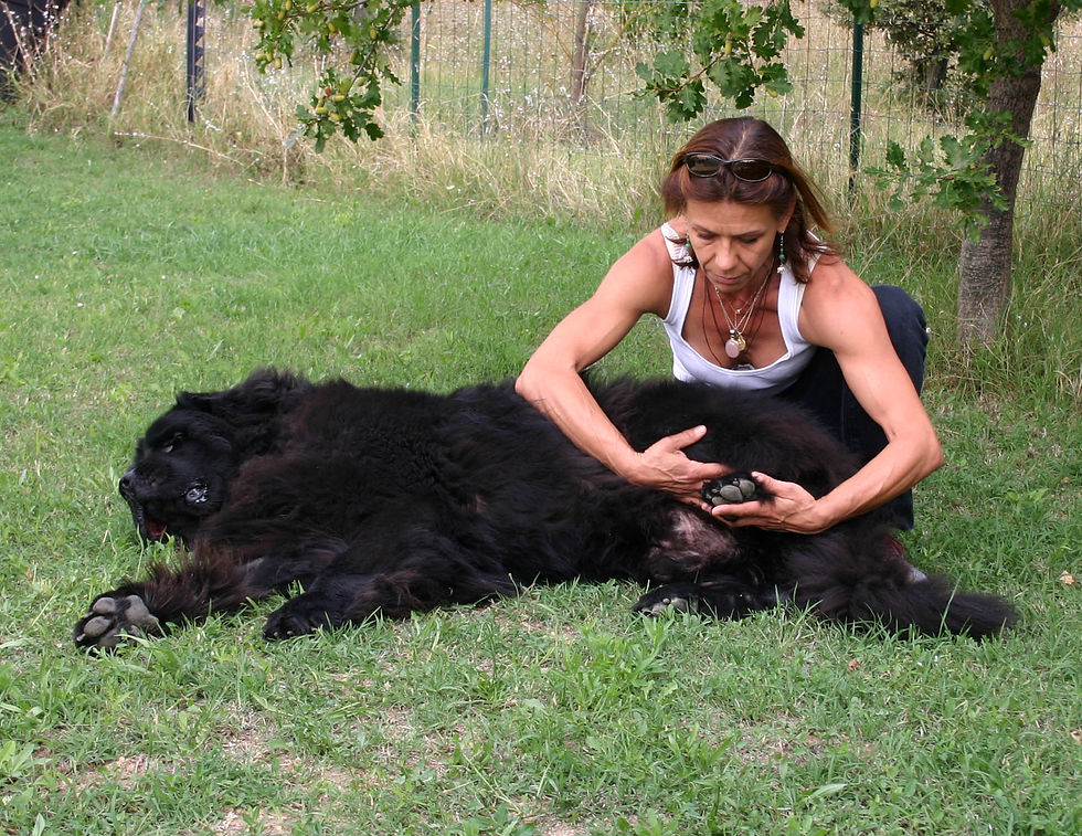 Massage chien cynosophie