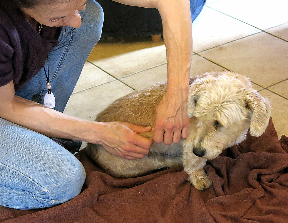 Massage canin cynosophie