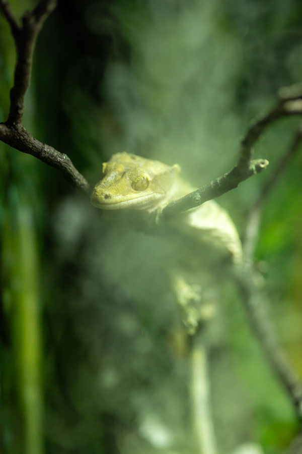 frog-and-freinds3.jpg