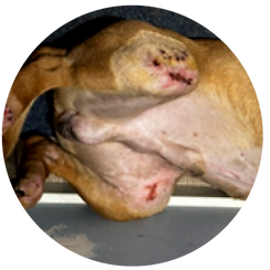 Aron-recovery.png
