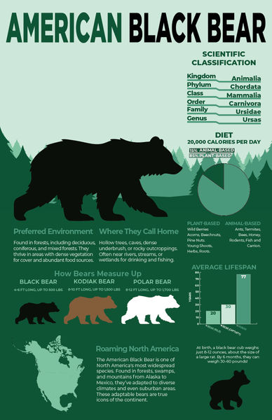 ZacharyTremain_bearInfographic0.jpg