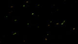estrellas.jpg