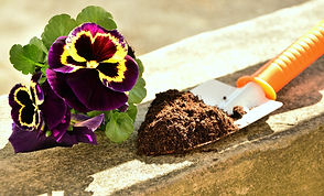 plant-3256189_1280.jpg
