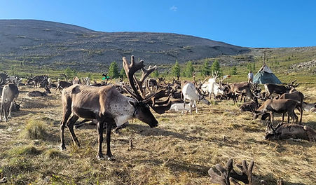 reindeer riders lake mongolia