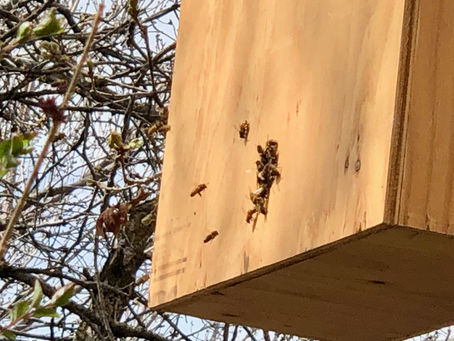 It's Swarm Season!