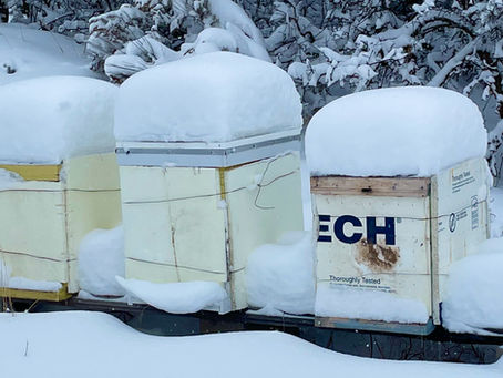 Do You Worry About Your Bees All Winter?