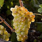 chasselat
