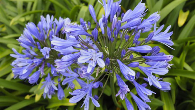 agapanthe africanus bleue