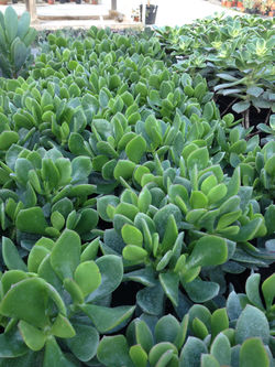 Production crassula