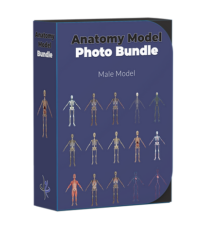 Male Model Anatomy Photo Bundle