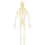 Thumbnail: Female - Nerves 360