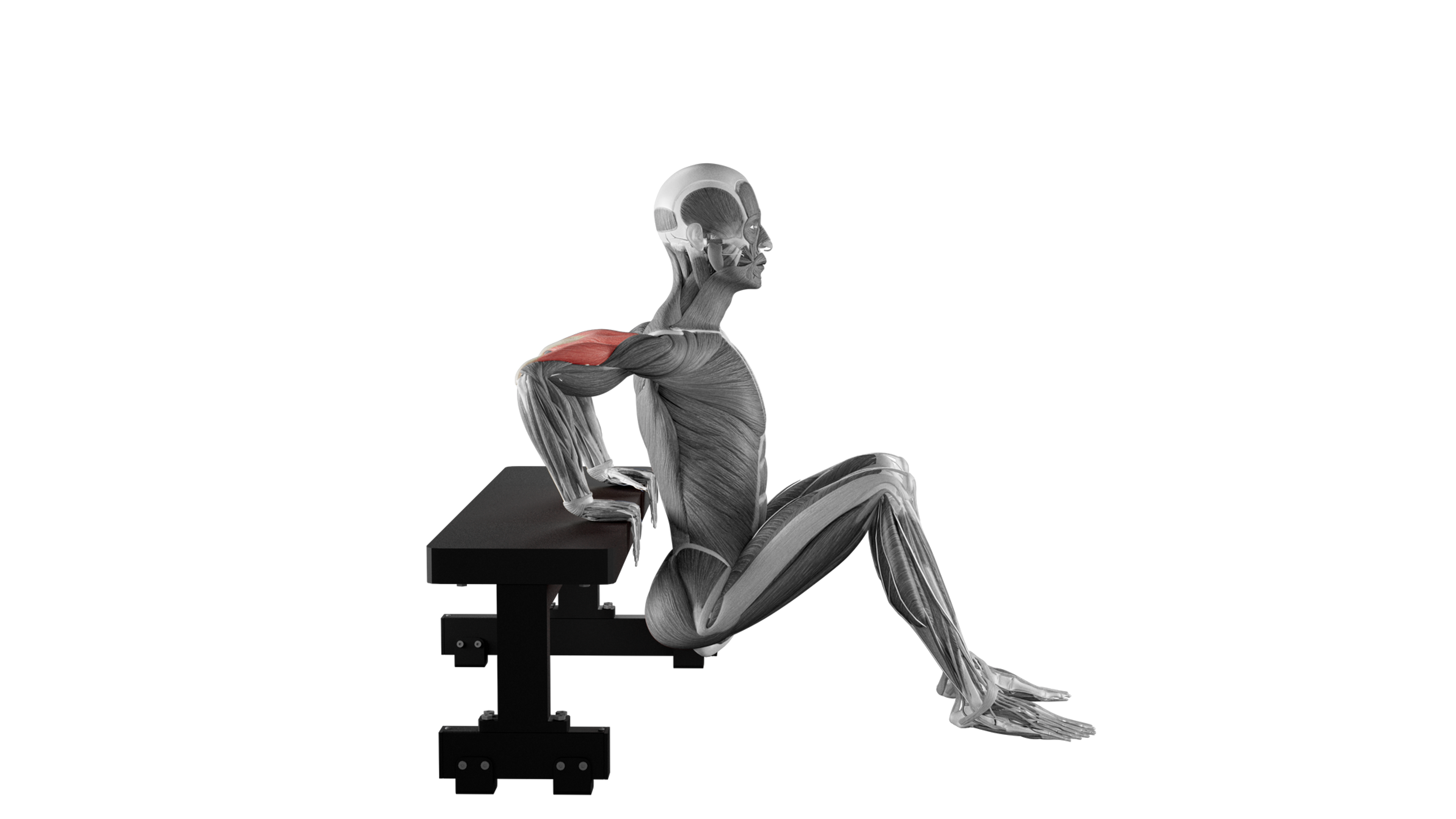 Bench Dips