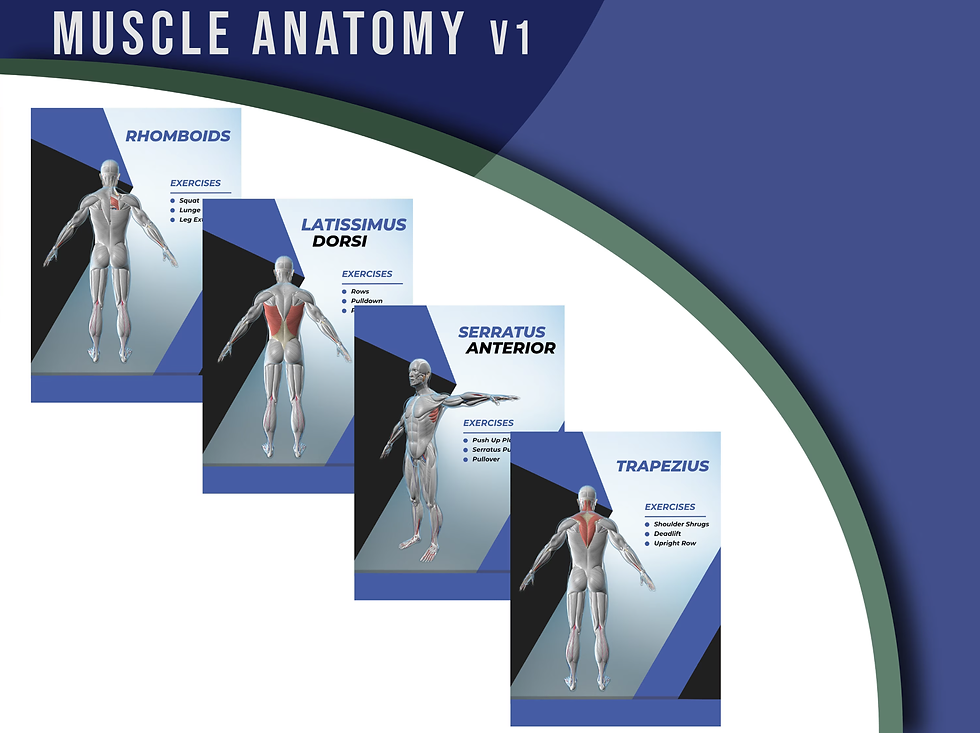 Thumbnail: Anatomy & Exercise - Full Branding