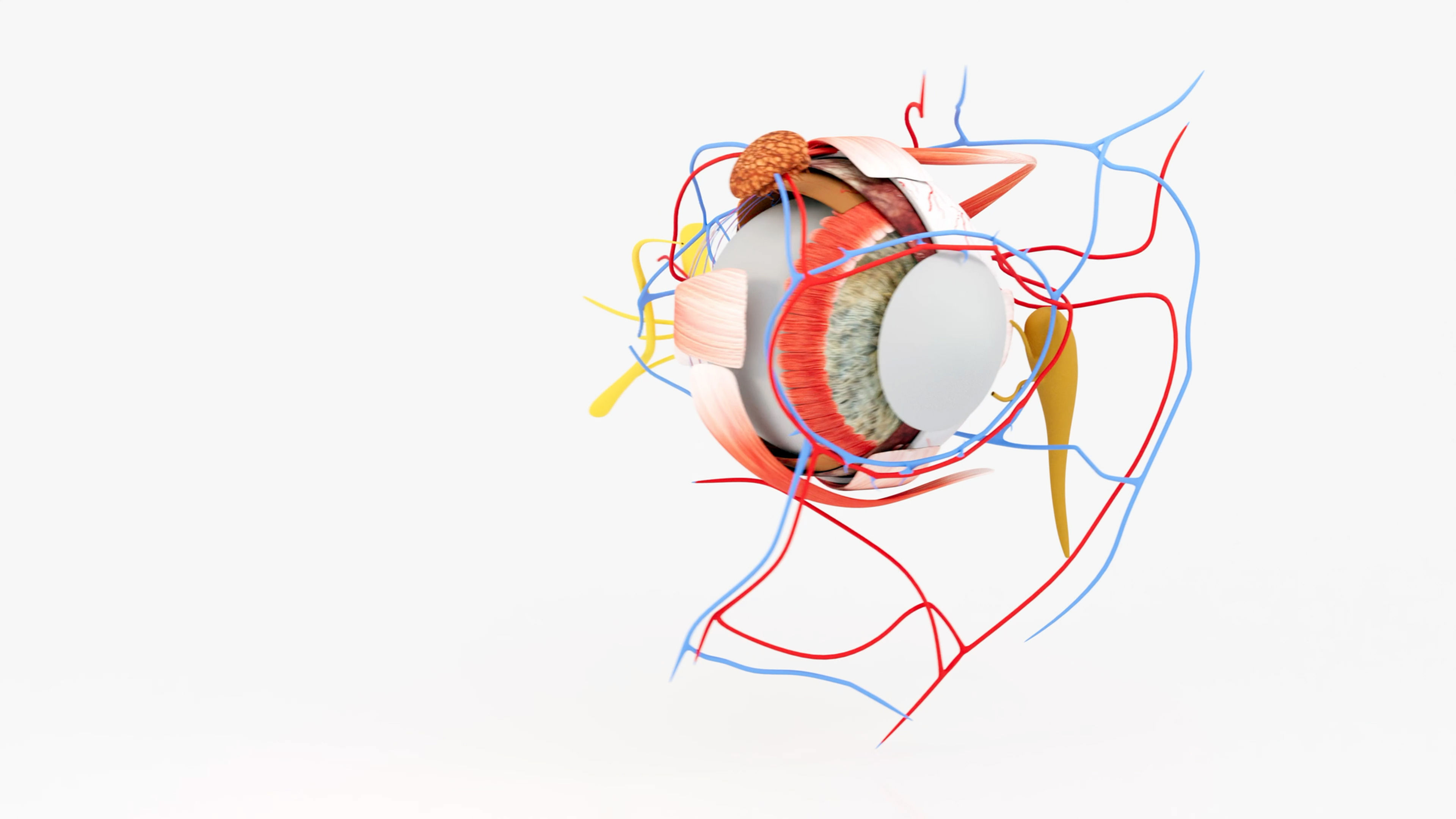 Eye Anatomy Model