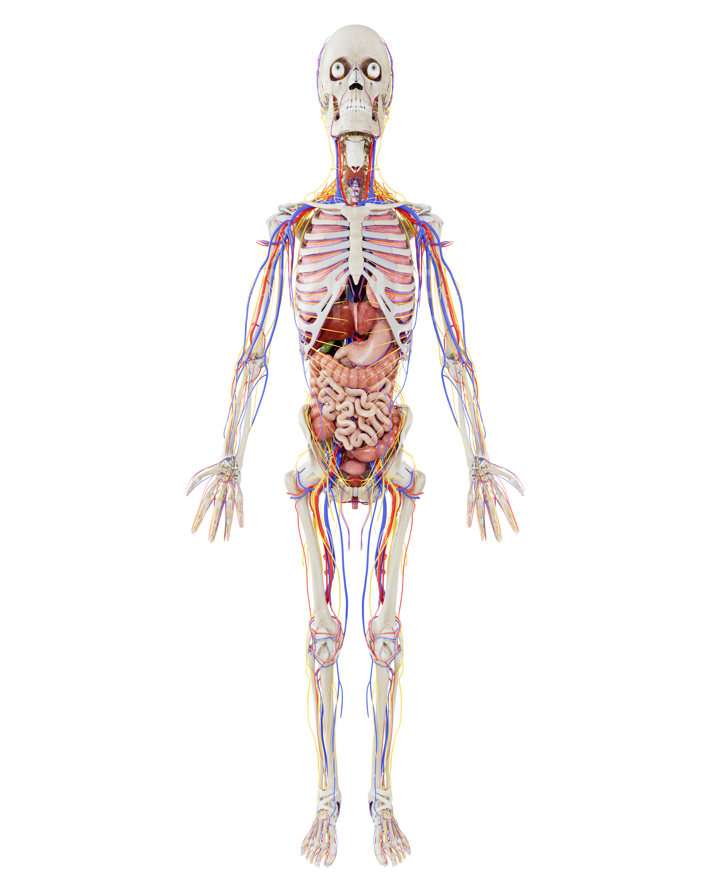 Female - Full Body - Full Anatomy