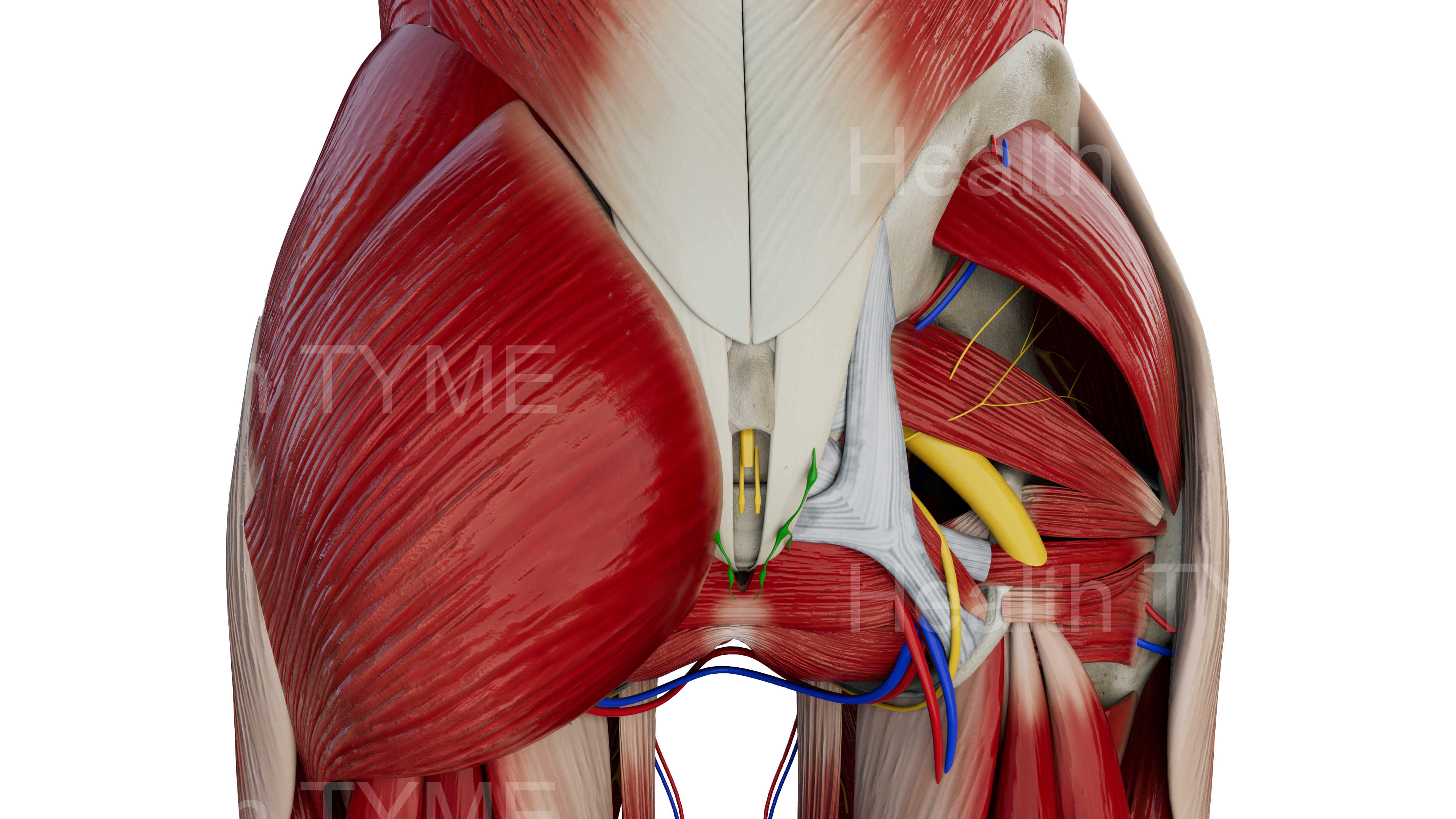 Female Model - Hips - Gluteal Muscles & Sciatic Nerve