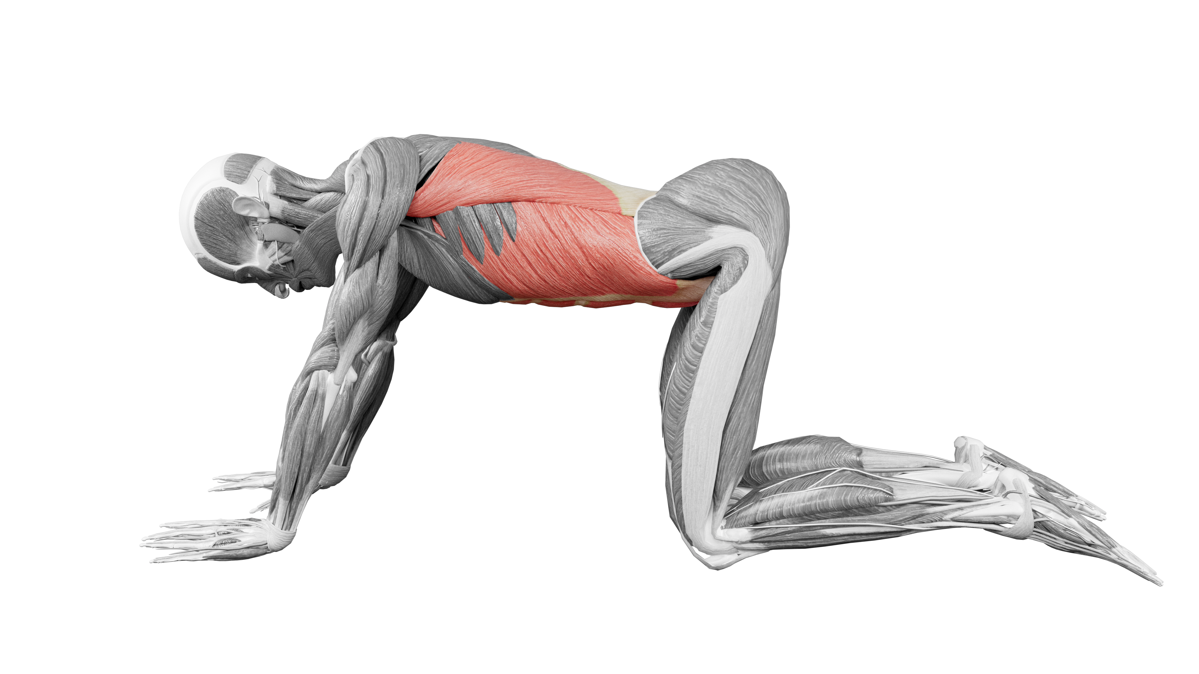 Child Pose Stretch