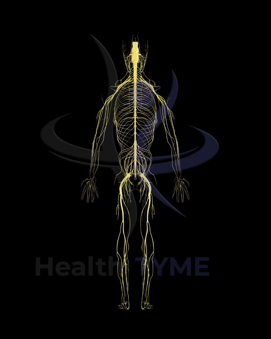 Thumbnail: Female - Nerves 360