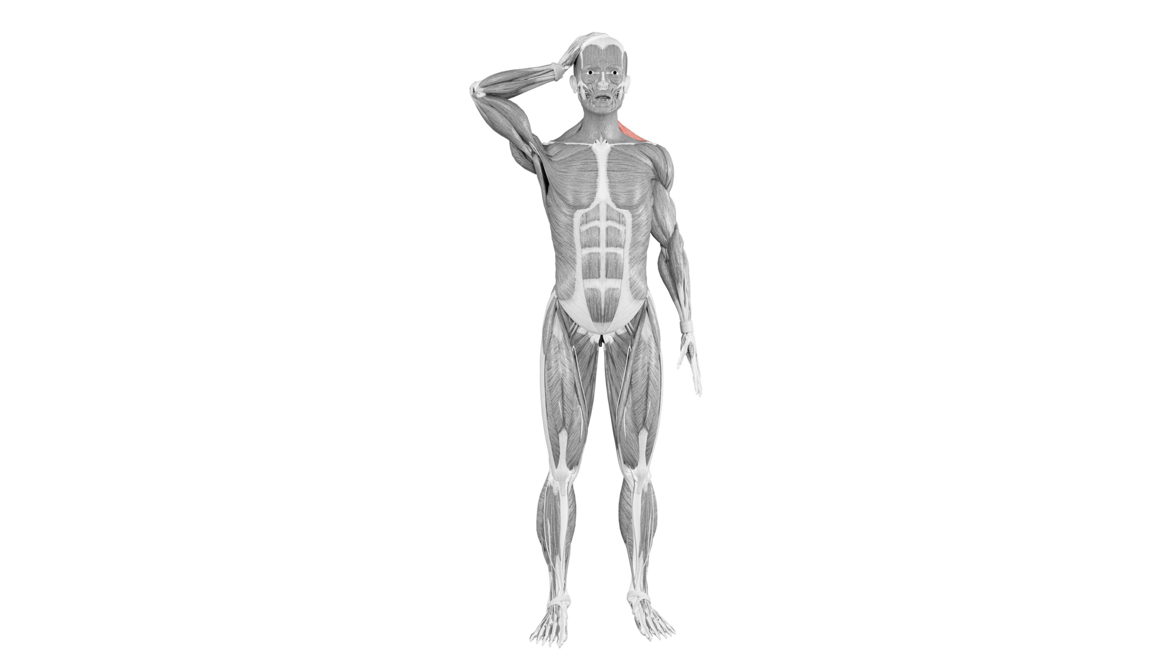 Trapezius Stretch