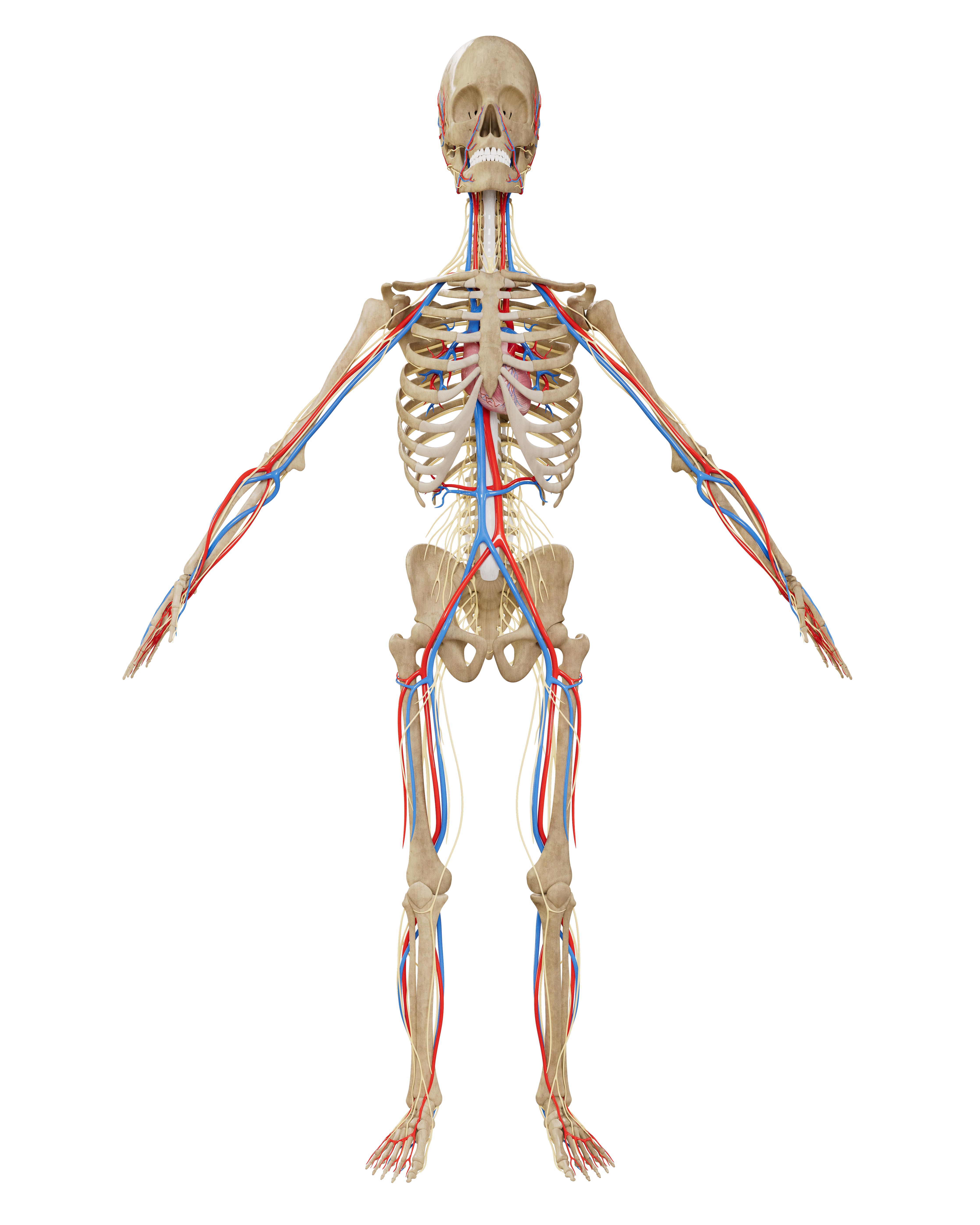 Male - Full Body - Nerve - Cardiovascular