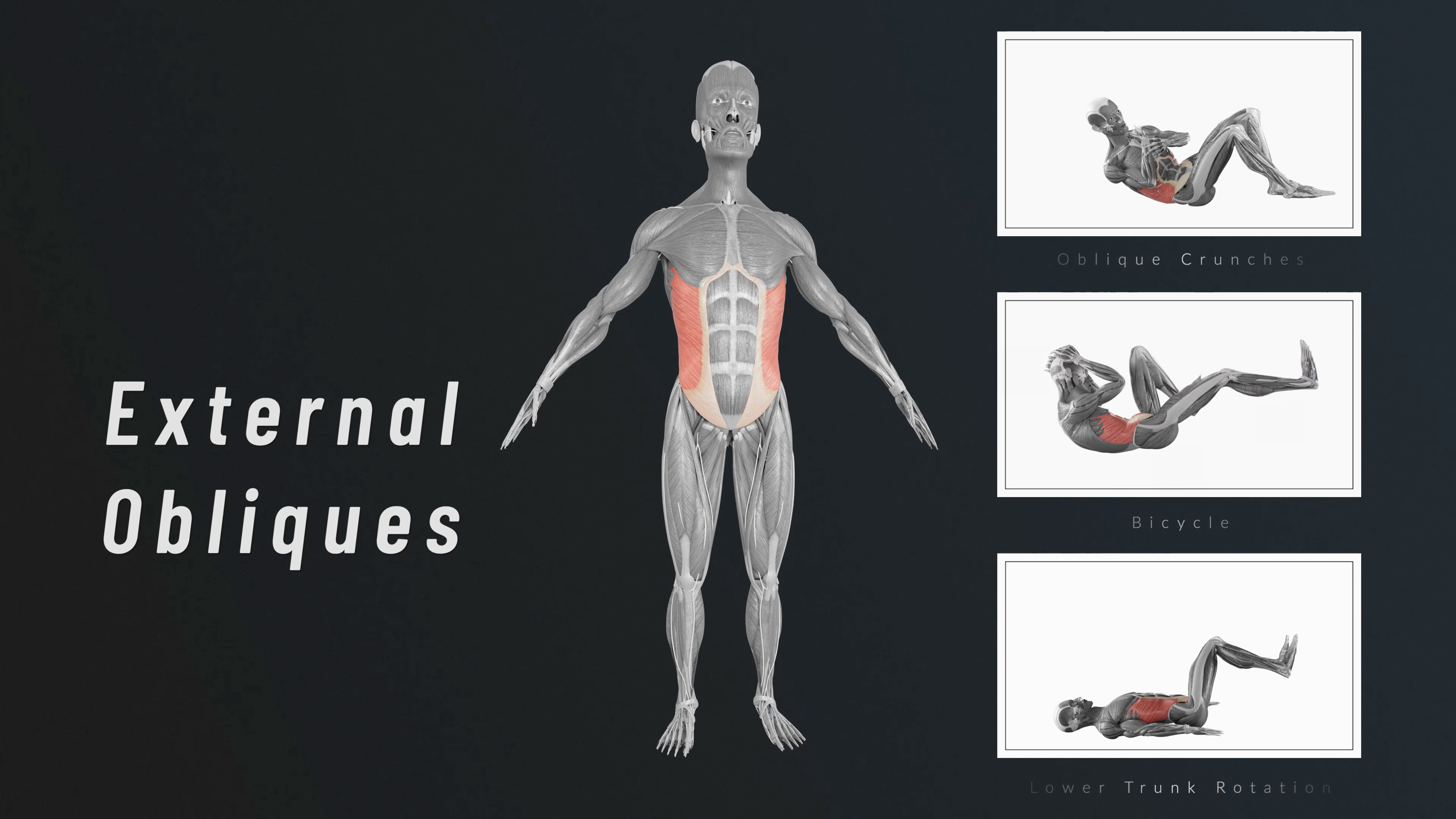 Exercise Muscle Iso - External Obliques