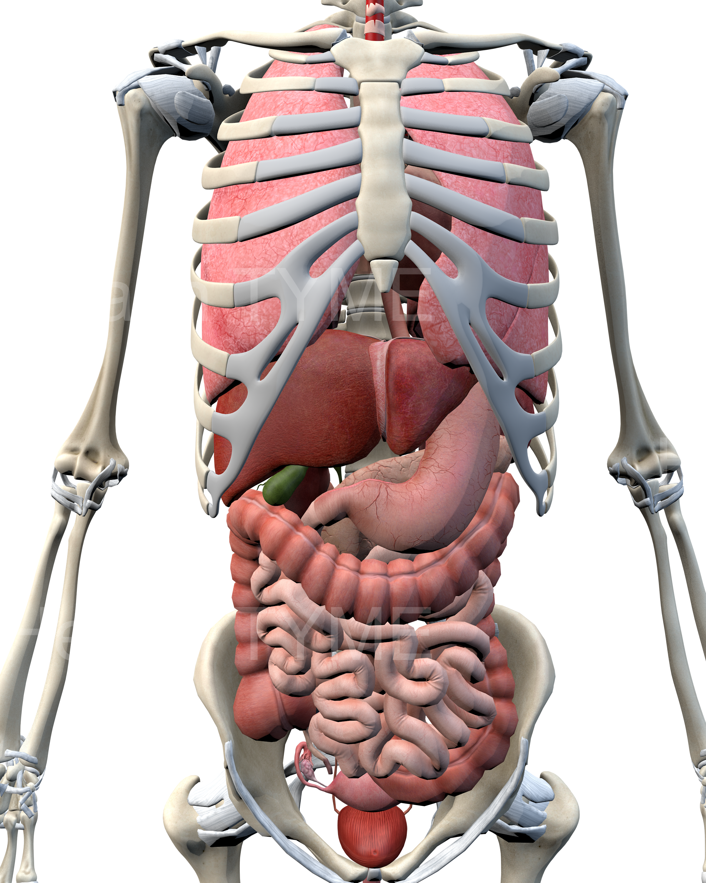 Female - Torso - Skeleton & Organs