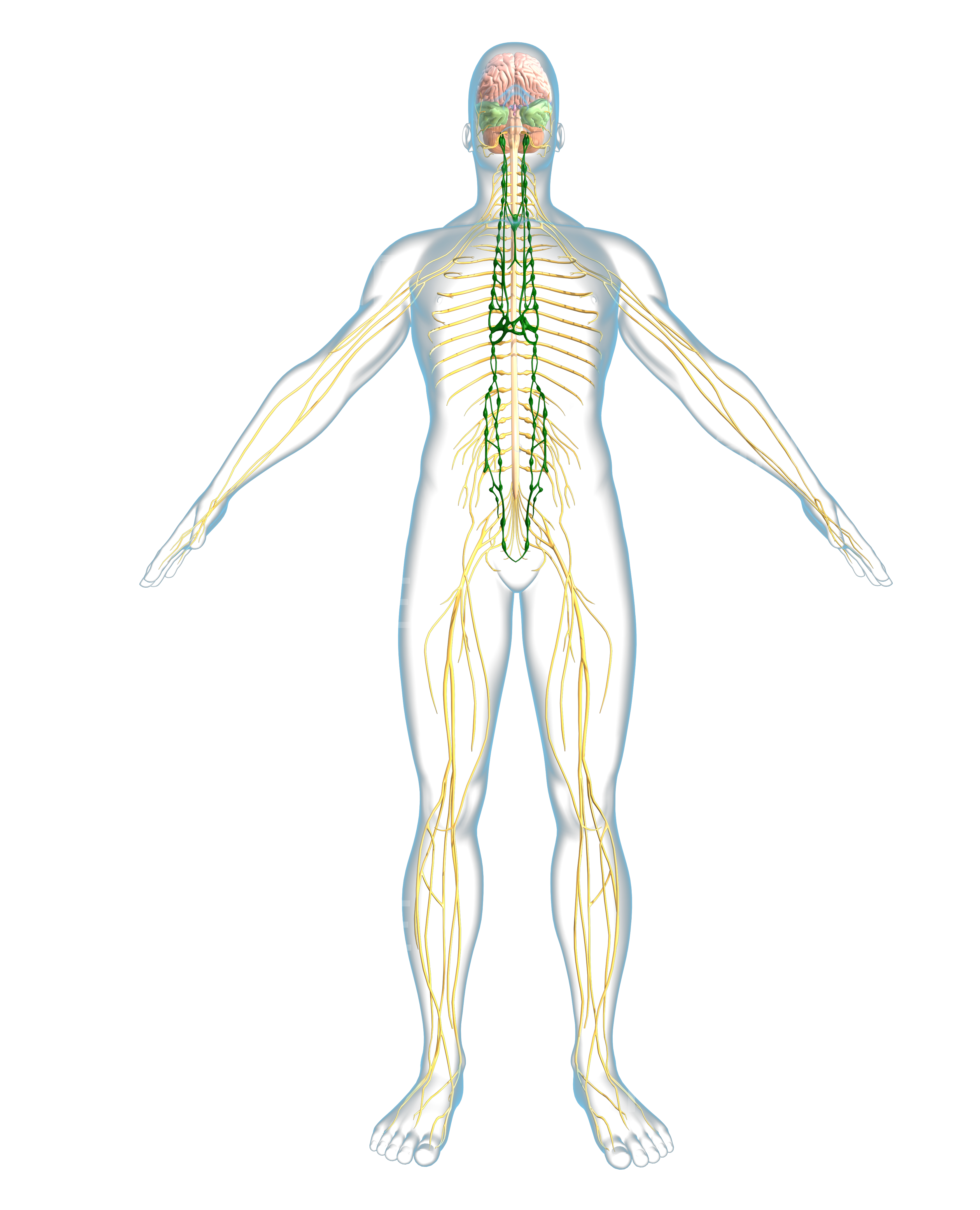 Male - Full Body - Nerves