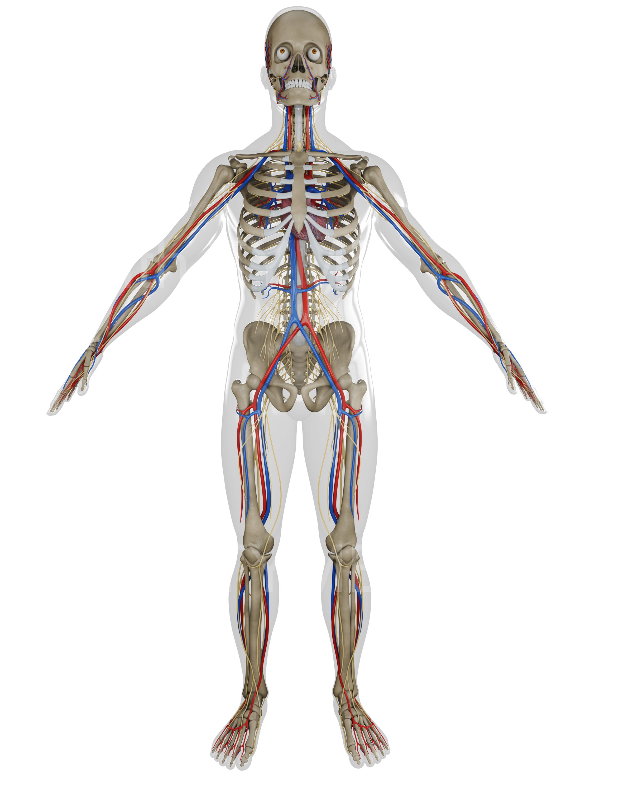Male - Full Body All Organs