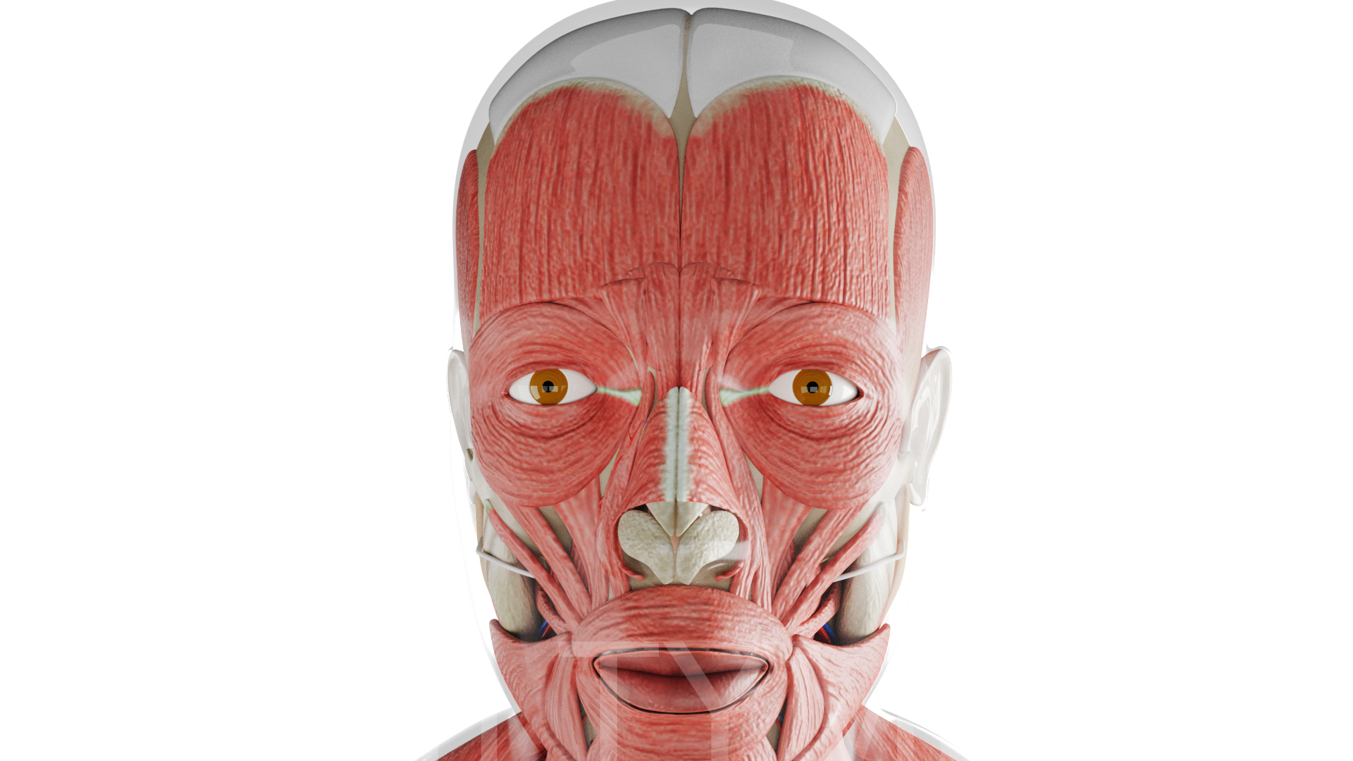 Male - Head - Muscle 2