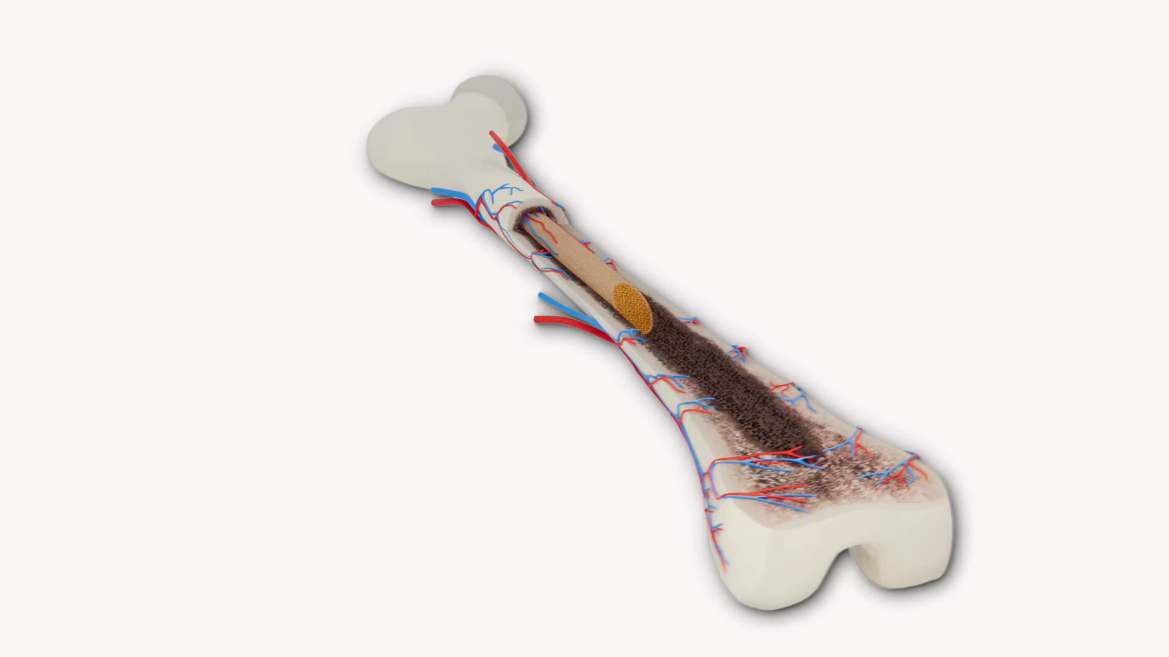 Bone V1 Anatomy Model