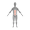 Thumbnail: Muscle Isolation - Rectus Abdominus