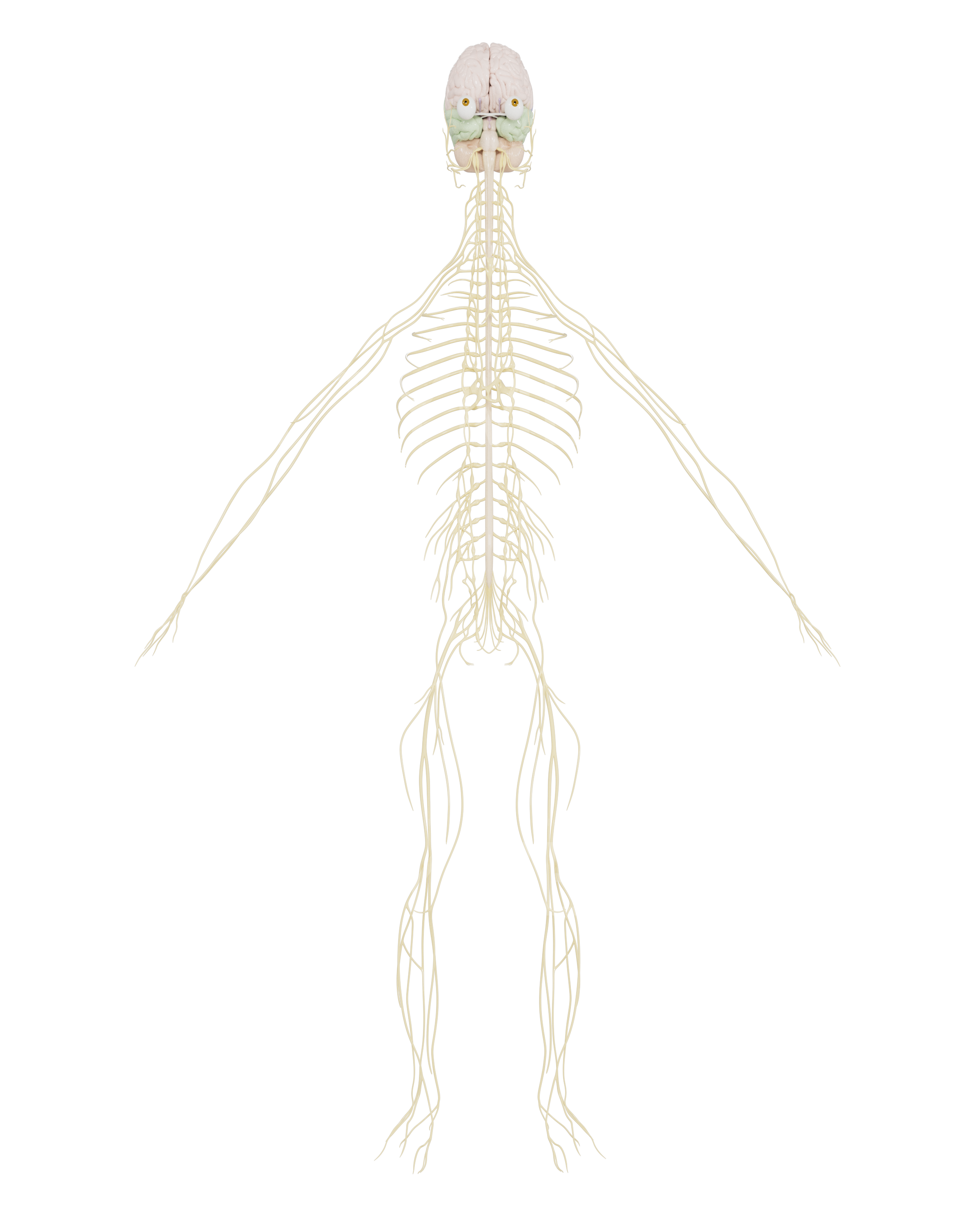Male - Full Body - Nerves