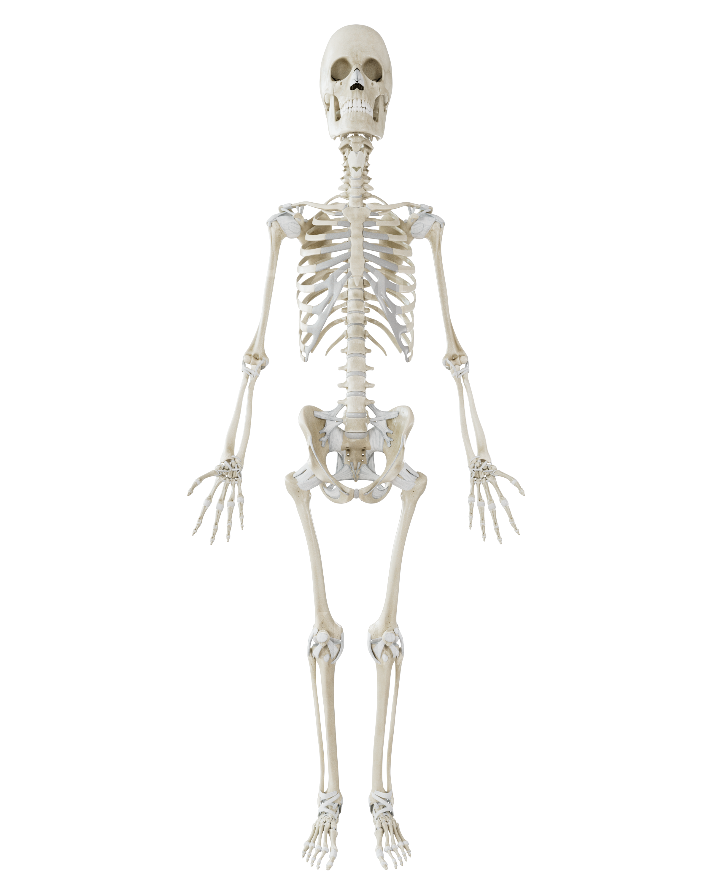 Female - Full Body - Skeleton