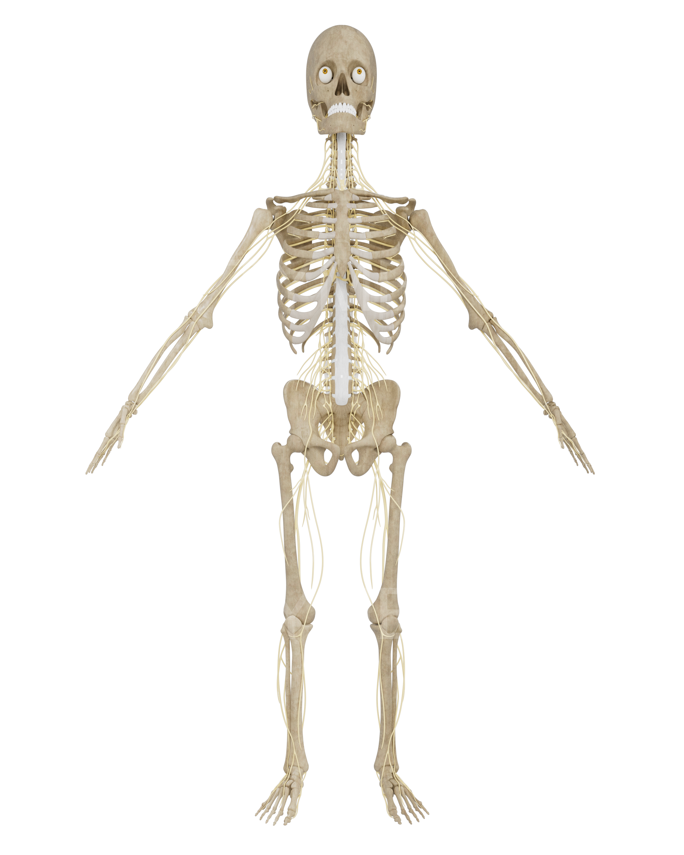 Male - Full Body - Skeleton & Nerve