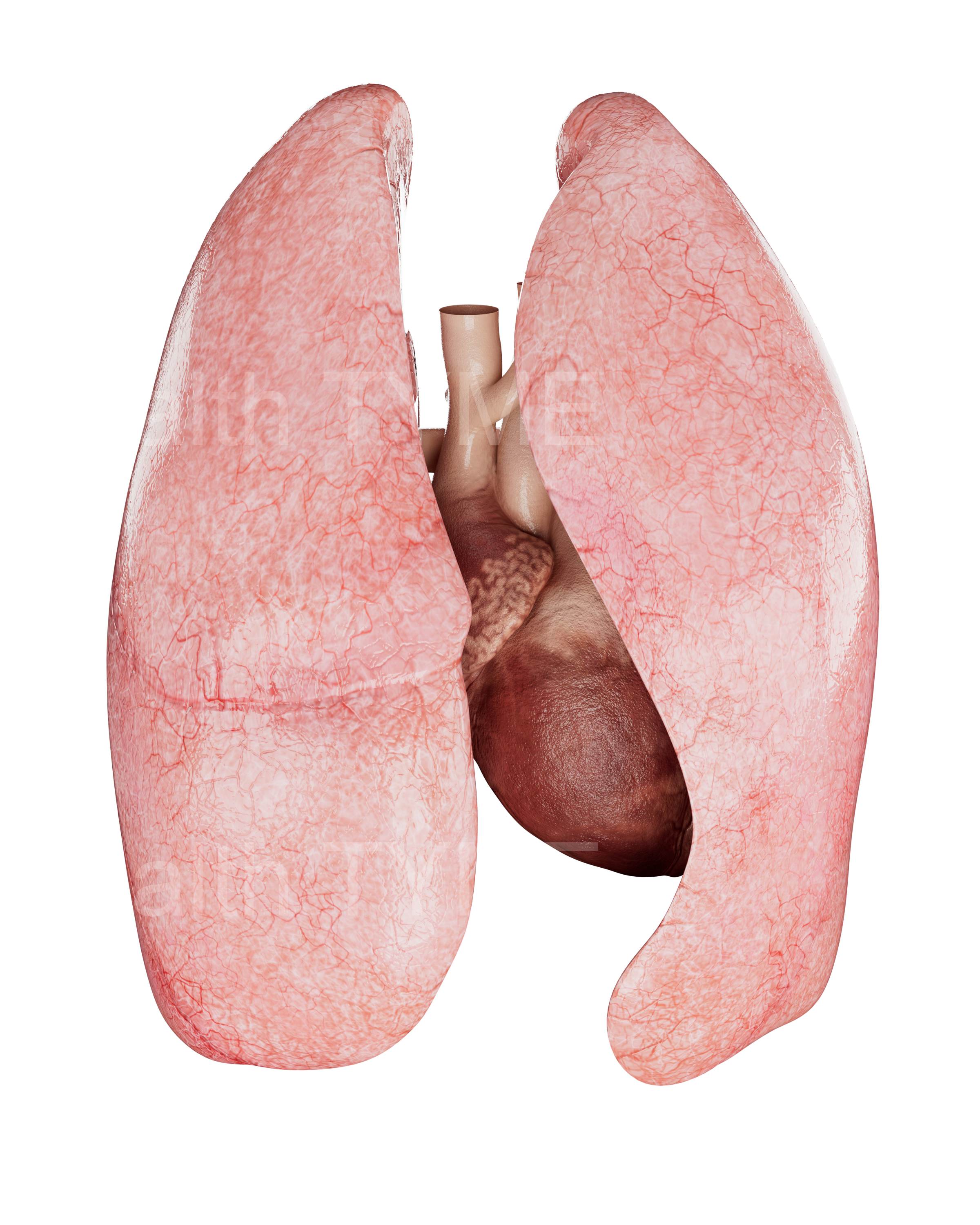 Heart & Lungs