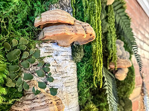 Nature, Healing, and the Wonder of Biophilic Design