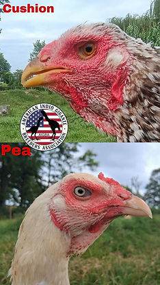 peacu.jpg