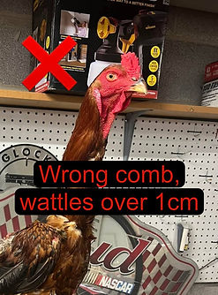 walltes2.jpg