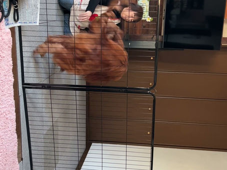 大型犬のハル君でーす