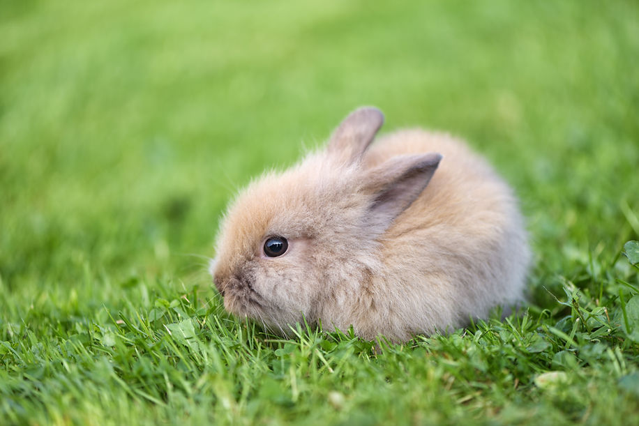 Little rabbit on green grass .jpg